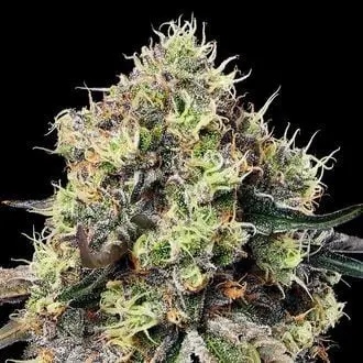 Roswell Code cannabis seeds by Anesia Seeds