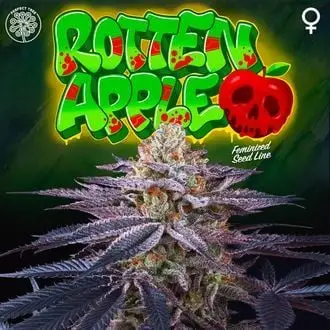 Rotten Apple cannabis seeds by Perfect Tree