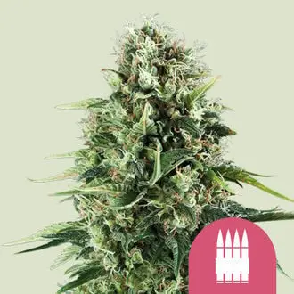 Royal AK cannabis seeds by Royal Queen Seeds