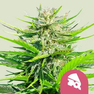 Royal Cheese - Fast Flowering cannabis seeds