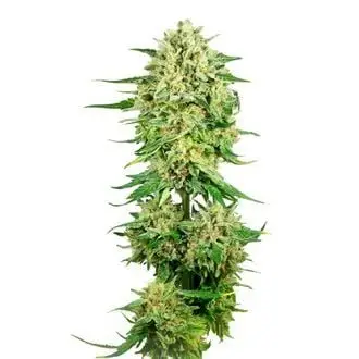Royal Choco cannabis seeds by Amsterdam Genetics