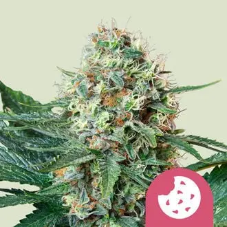 Royal Cookies cannabis seeds