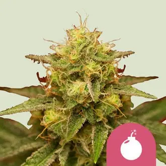 Royal Domina cannabis seeds