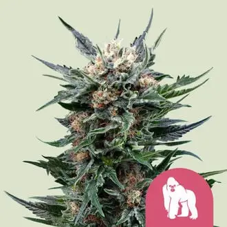 Royal Gorilla cannabis seeds