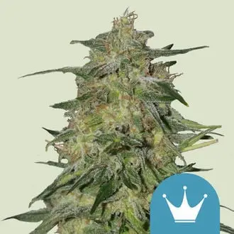 Royal Highness cannabis seeds by Royal Queen Seeds