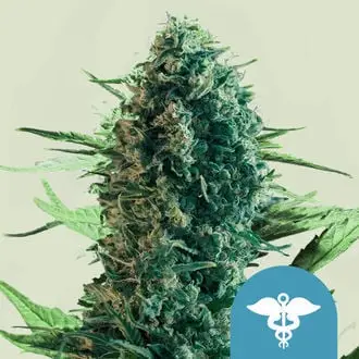 Royal Medic cannabis seeds by Royal Queen Seeds