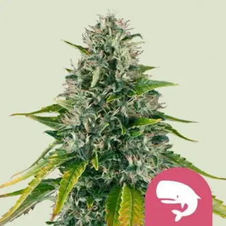 Royal Moby cannabis seeds by Royal Queen Seeds