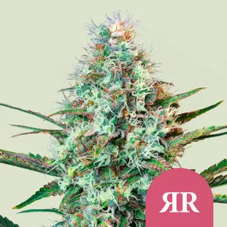 Royal Runtz cannabis seeds