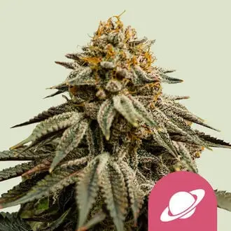 Royal Skywalker cannabis seeds by Royal Queen Seeds