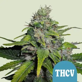 Royal THCV cannabis seeds by Royal Queen Seeds