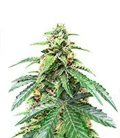 Roze Runtz cannabis seeds