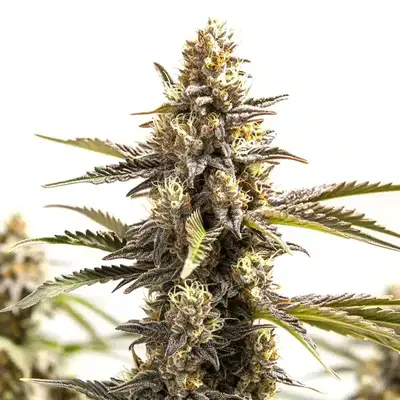 RS11 x Apple Fritter cannabis seeds