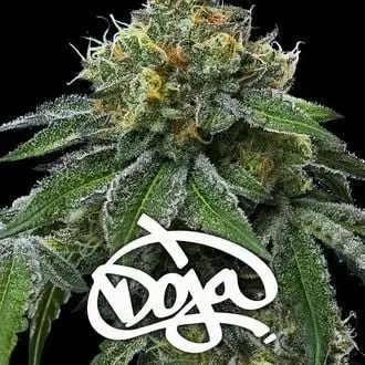 RS11 x Banana OG cannabis seeds by Barney's Farm