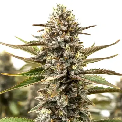 RS11 x Cereal Milk cannabis seeds