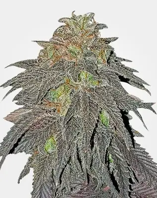 RS11 cannabis seeds
