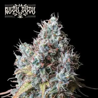 Rucu Cucu OG cannabis seeds
