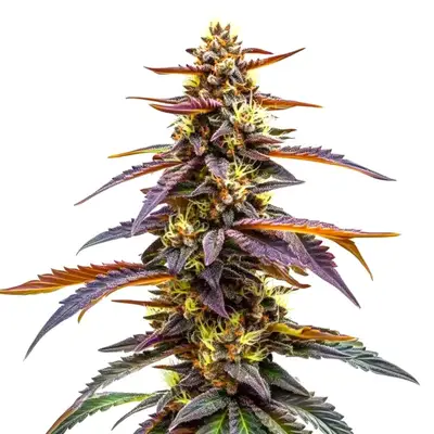 RudeBoi OG F1 cannabis seeds