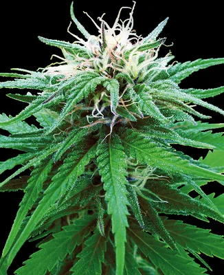 Ruderalis Indica cannabis seeds