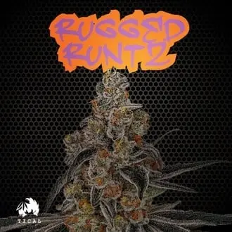 Rugged Runtz cannabis seeds