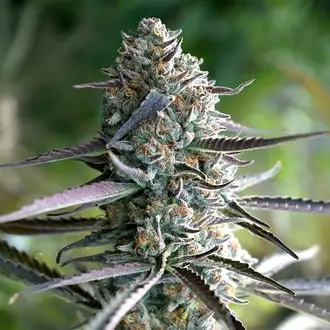 Runtz Fast Flowering cannabis seeds