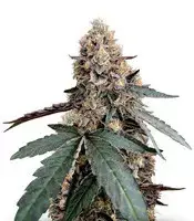 Runtz Muffin cannabis seeds