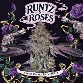 Runtz 'N Roses cannabis seeds by T.H. Seeds