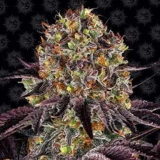 Runtz x Layer Cake cannabis seeds by Barney's Farm