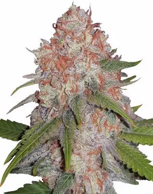 Runtz cannabis seeds