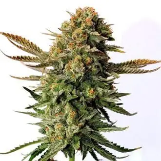 Russian Doll cannabis seeds
