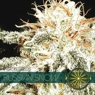Russian Snow cannabis seeds