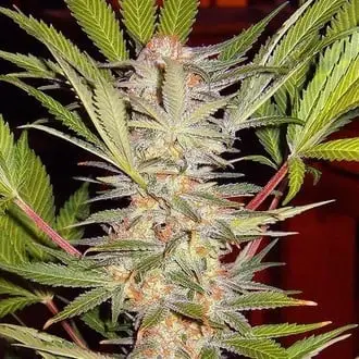 S.A.D. - F1 Fast Version cannabis seeds by Sweet Seeds