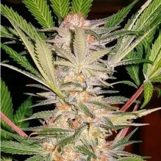 S.A.D. S1 cannabis seeds by Sweet Seeds