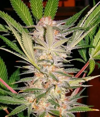 S.A.D. Sweet Afghani Delicious S1 cannabis seeds