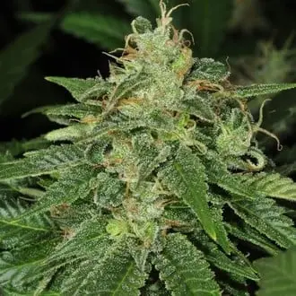 S.A.G.E. cannabis seeds by T.H. Seeds
