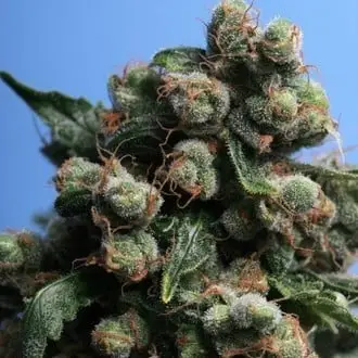 Sage 'N Sour cannabis seeds by T.H. Seeds