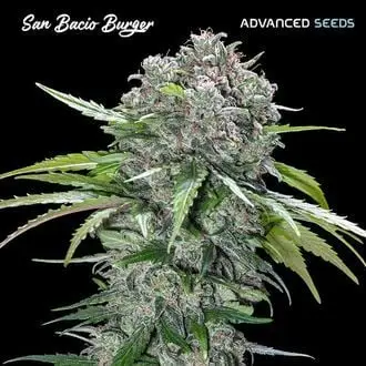 San Bacio Burger cannabis seeds