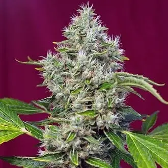 San Fernando Lemon Kush cannabis seeds