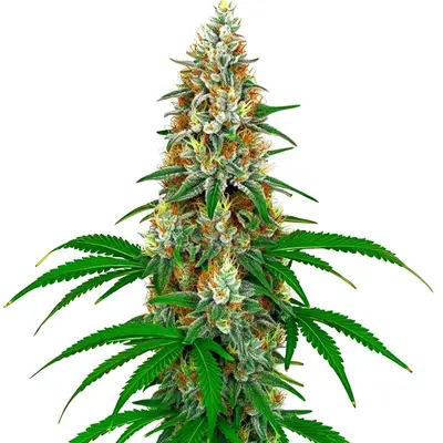 San Fernando Valley Kush cannabis seeds