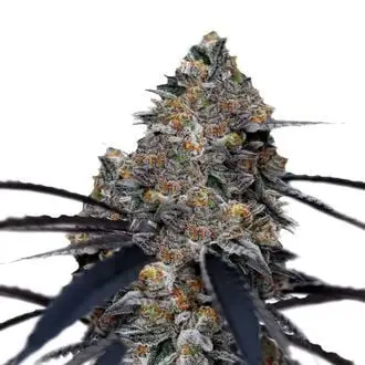 San Fernando Valley x The Purps cannabis seeds by Growers Choice