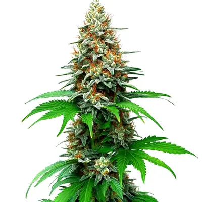 San Fernando Valley cannabis seeds