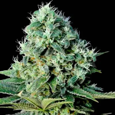 Santa Bilbo cannabis seeds
