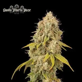 Santa Marta Haze cannabis seeds