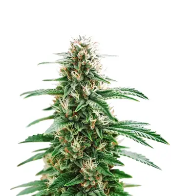 Santa Muerte Fast cannabis seeds