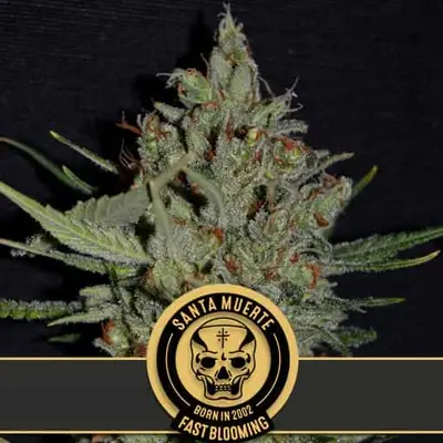 Santa Muerte FBV cannabis seeds