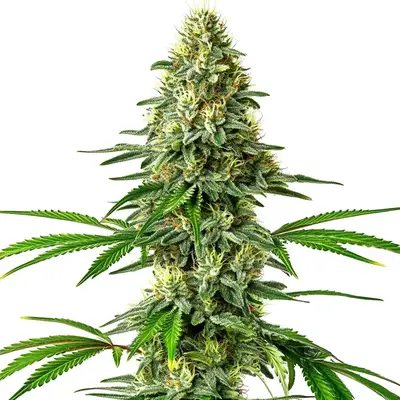 Santa Muerte cannabis seeds