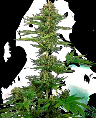Satin Black Domina CBD cannabis seeds