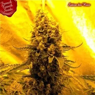 Sativa Des Rois cannabis seeds
