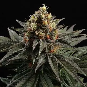 Sativa Dream cannabis seeds