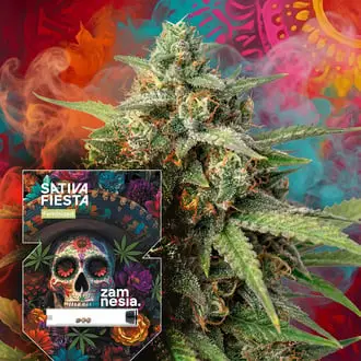 Sativa Fiesta cannabis seeds by Zamnesia Seeds