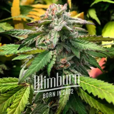 Scott OG cannabis seeds by Blimburn Seeds
